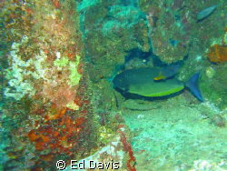 Taken west side of Oahu Hawaii. From boat dive of the Mahi. by Ed Davis 